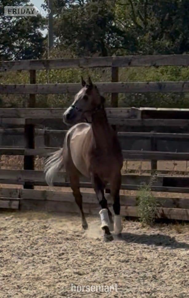 "Phoenix " Rose Grey Gelding Ex Racehorse