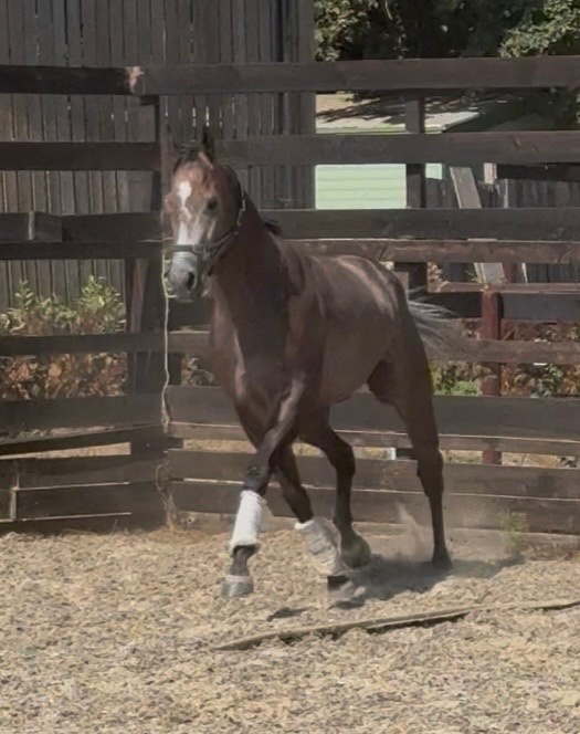 Newbury "Phoenix " Rose Grey Gelding Ex Racehorse