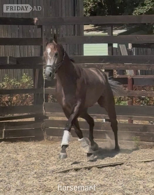 Newbury "Phoenix " Rose Grey Gelding Ex Racehorse