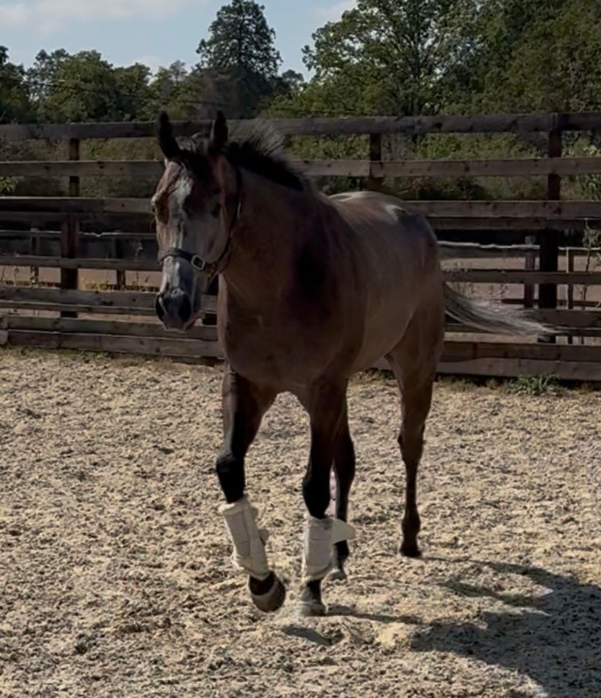 "Phoenix " Rose Grey Gelding Ex Racehorse - Horses in Newbury