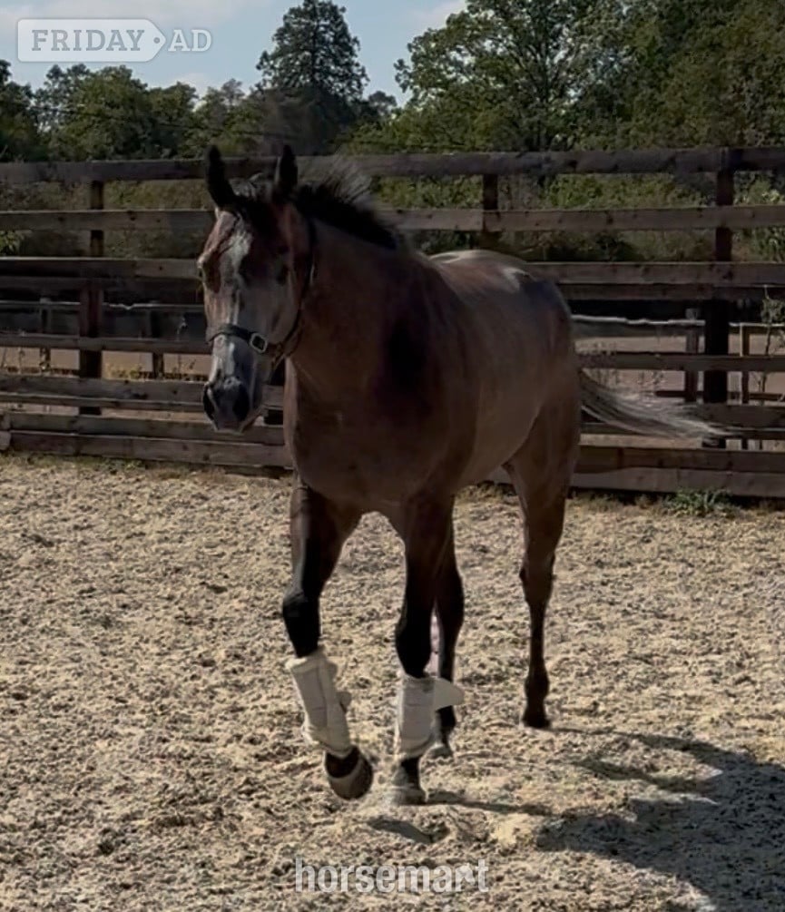 "Phoenix " Rose Grey Gelding Ex Racehorse - Horses in Newbury