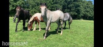 "Foals of 2022, 2023, 2024"  Colt Youngstock / Foal