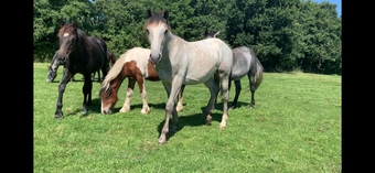 "Foals of 2022, 2023, 2024"  Colt Youngstock / Foal