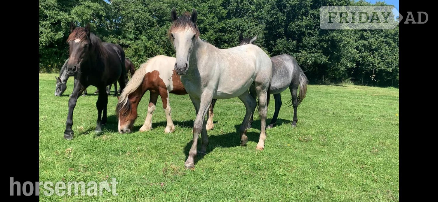 "Foals of 2022, 2023, 2024"  Colt Youngstock / Foal in King's Lynn