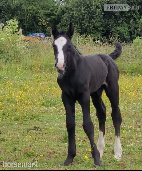 King's Lynn "Foals of 2022, 2023, 2024"  Colt Youngstock / Foal