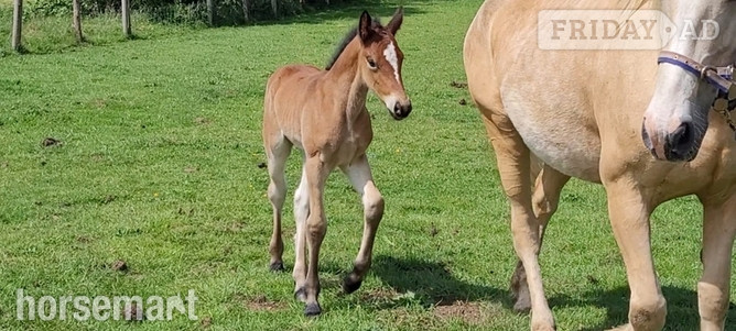 "Foals of 2022, 2023, 2024"  Colt Youngstock / Foal -  in King's Lynn