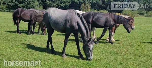 "Foals of 2022, 2023, 2024"  Colt Youngstock / Foal - 