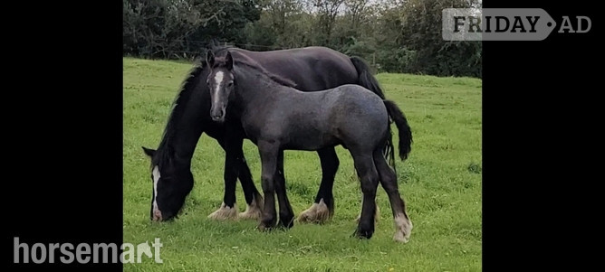 "Foals of 2022, 2023, 2024"  Colt Youngstock / Foal