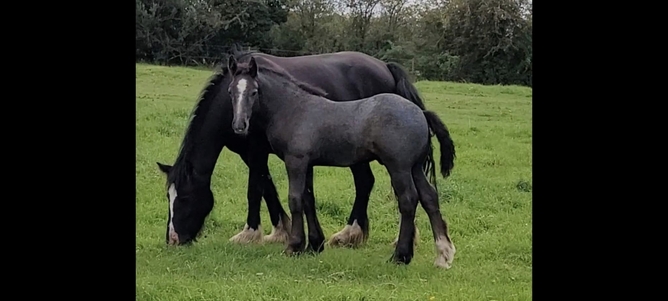 "Foals of 2022, 2023, 2024"  Colt Youngstock / Foal