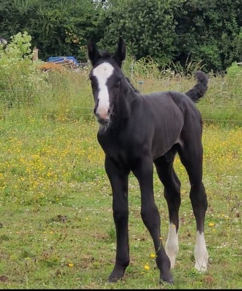 King's Lynn "Foals of 2022, 2023, 2024"  Colt Youngstock / Foal