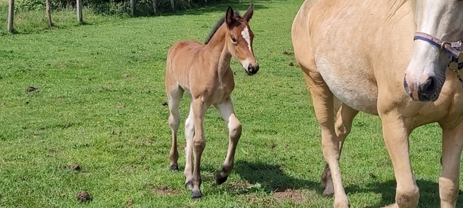"Foals of 2022, 2023, 2024"  Colt Youngstock / Foal - Horses in King's Lynn
