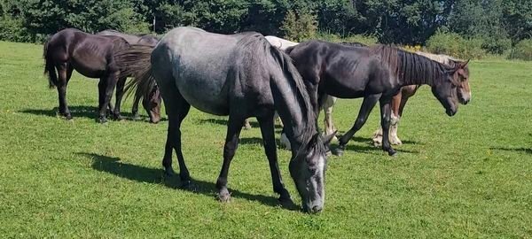 "Foals of 2022, 2023, 2024"  Colt Youngstock / Foal - Horses