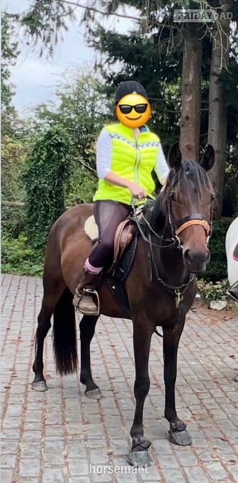 "Spice" Bay Mare All Rounder