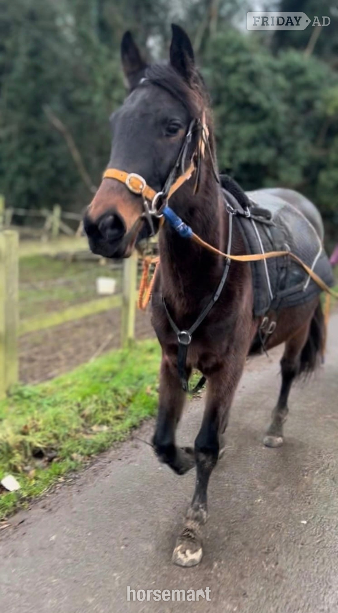 "Spice" Bay Mare All Rounder