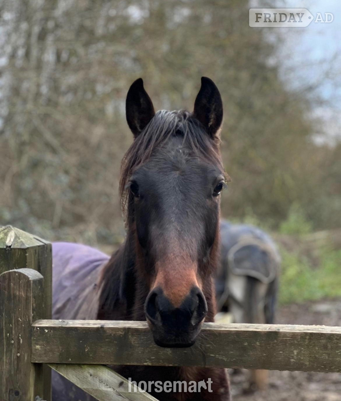 South Godstone "Spice" Bay Mare All Rounder