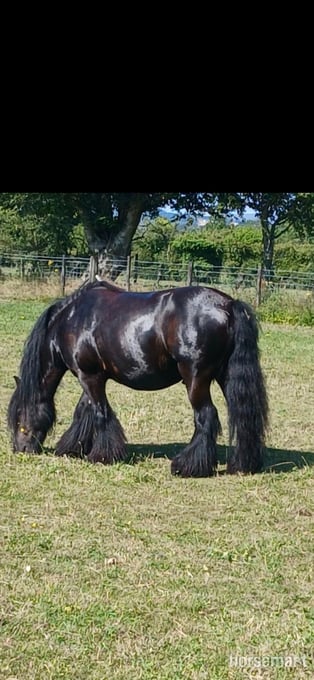 "Zeus" Black Gelding Cob/Heavy Horse