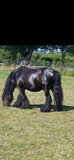 "Zeus" Black Gelding Cob/Heavy Horse