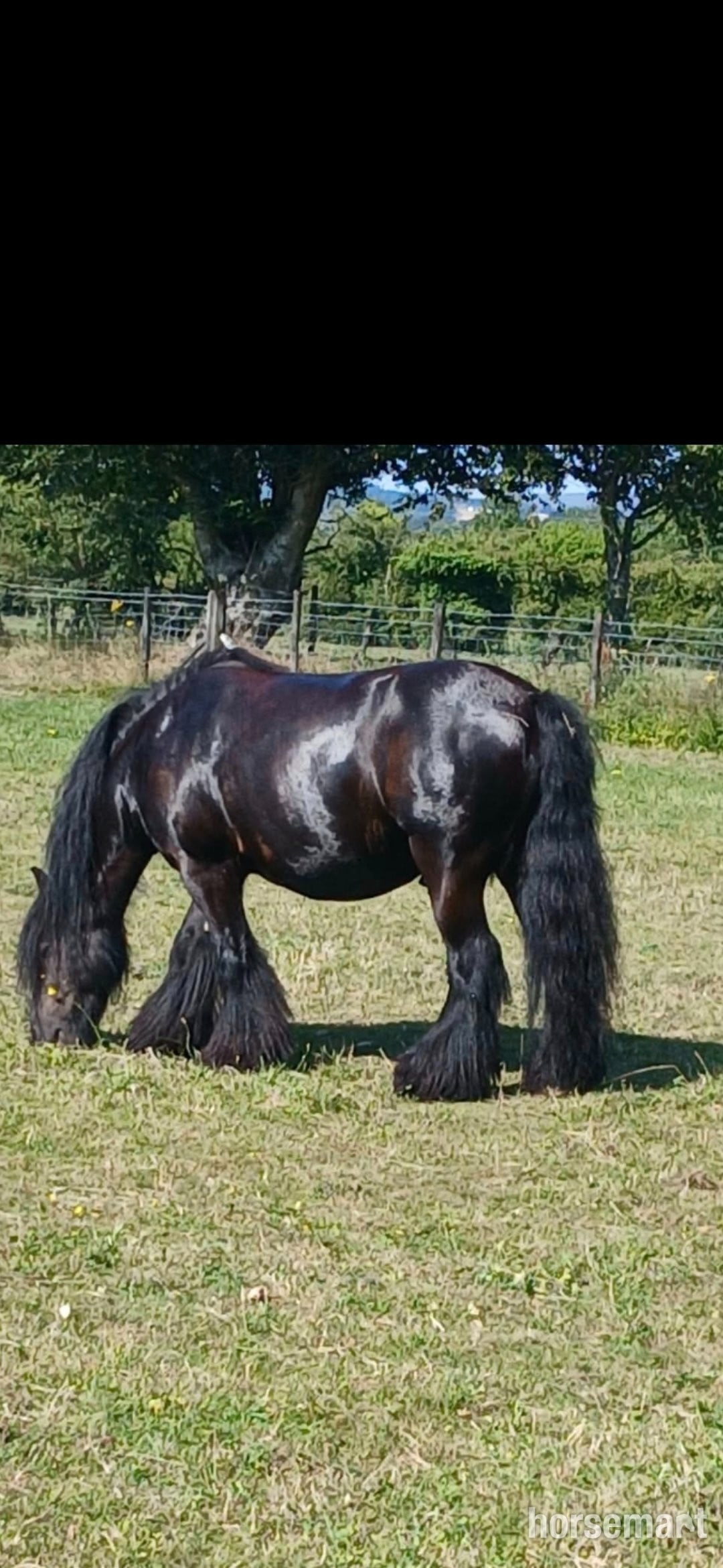 "Zeus" Black Gelding Cob/Heavy Horse in Blackwood
