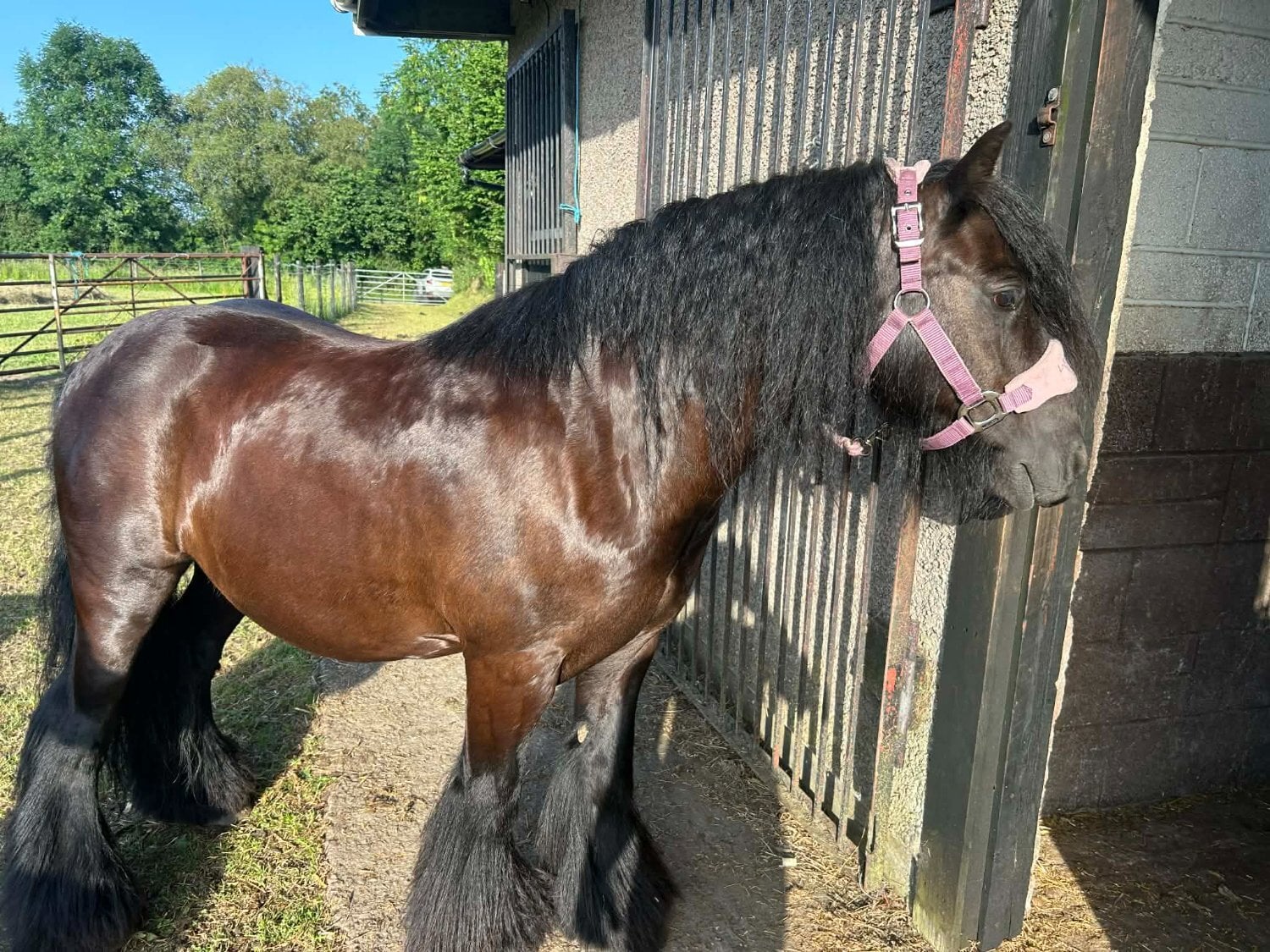 Blackwood "Zeus" Black Gelding Cob/Heavy Horse
