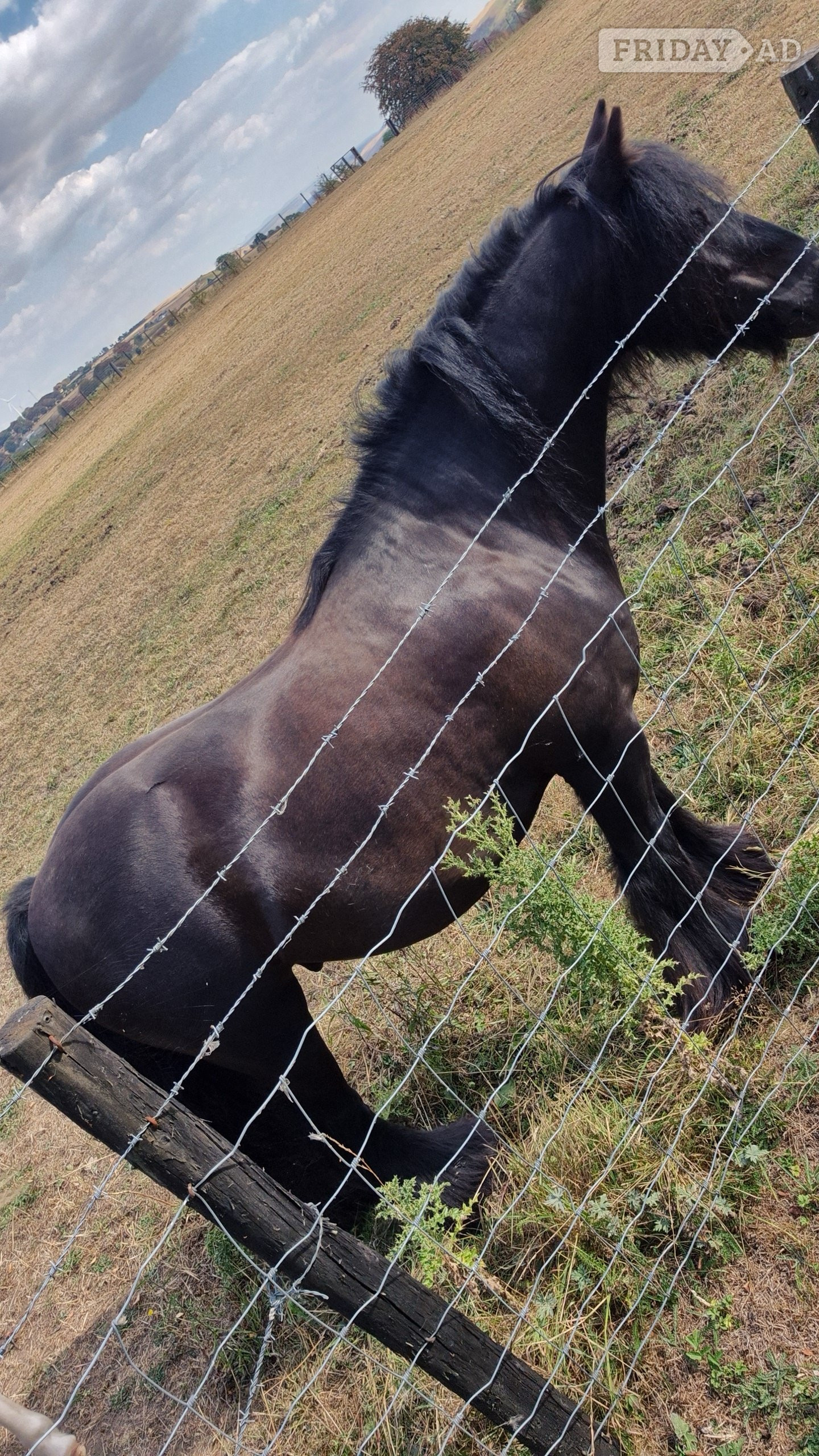 "Zeus" Black Gelding Cob/Heavy Horse
