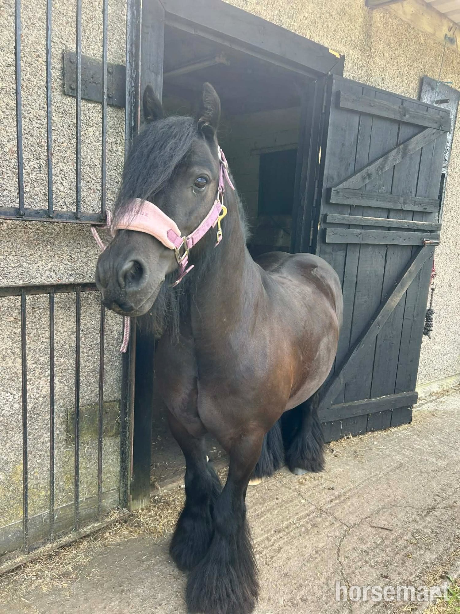 "Zeus" Black Gelding Cob/Heavy Horse - Horses in Blackwood