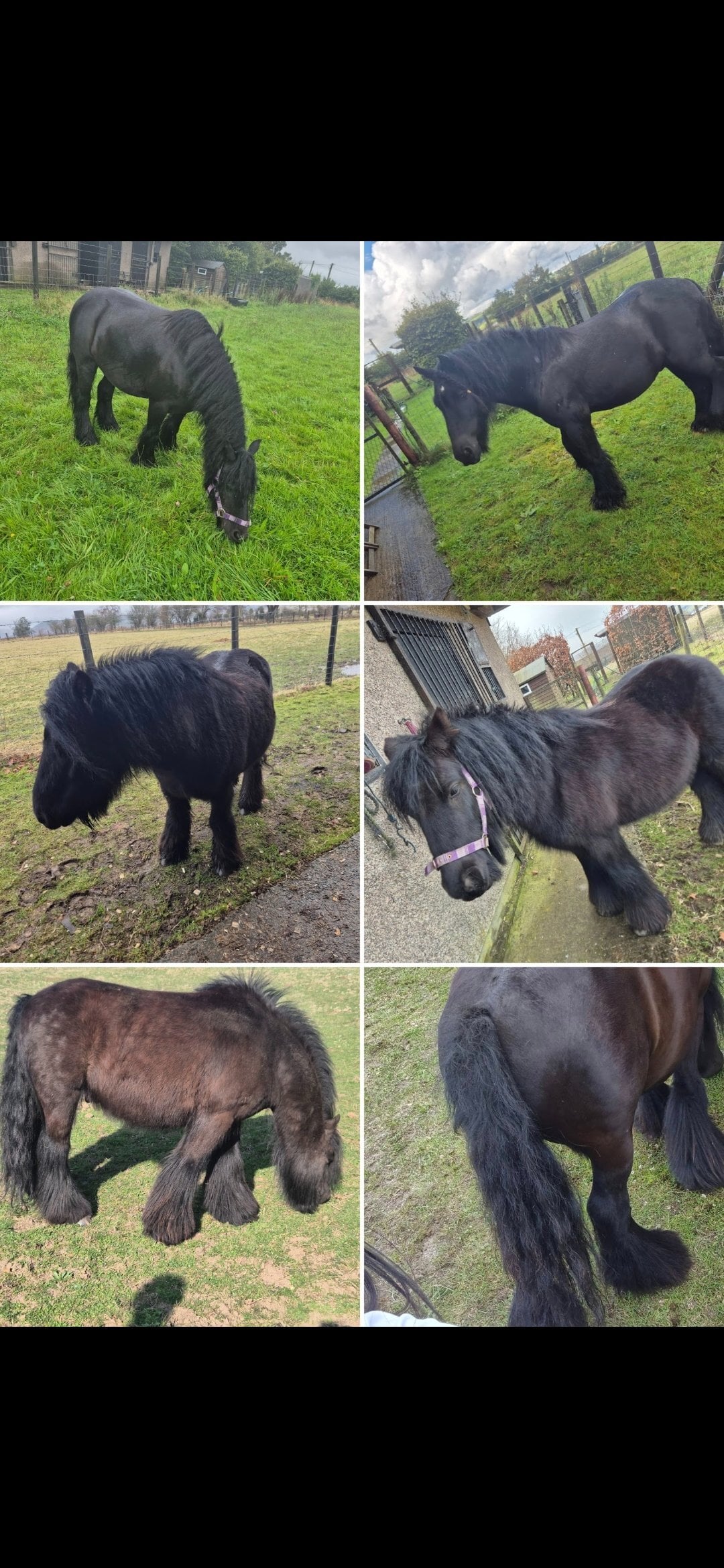 "Zeus" Black Gelding Cob/Heavy Horse - Horses