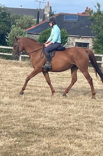 "Sally" Chestnut Mare All Rounder