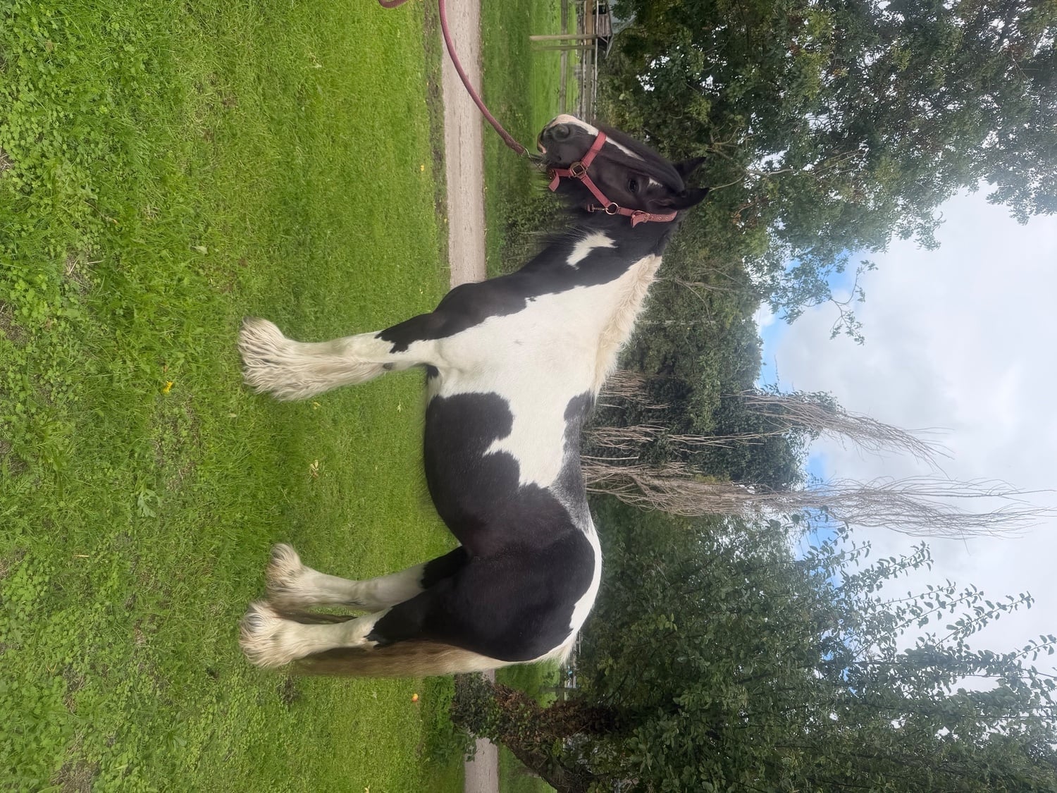 "Lady " Piebald Mare Cob/Heavy Horse