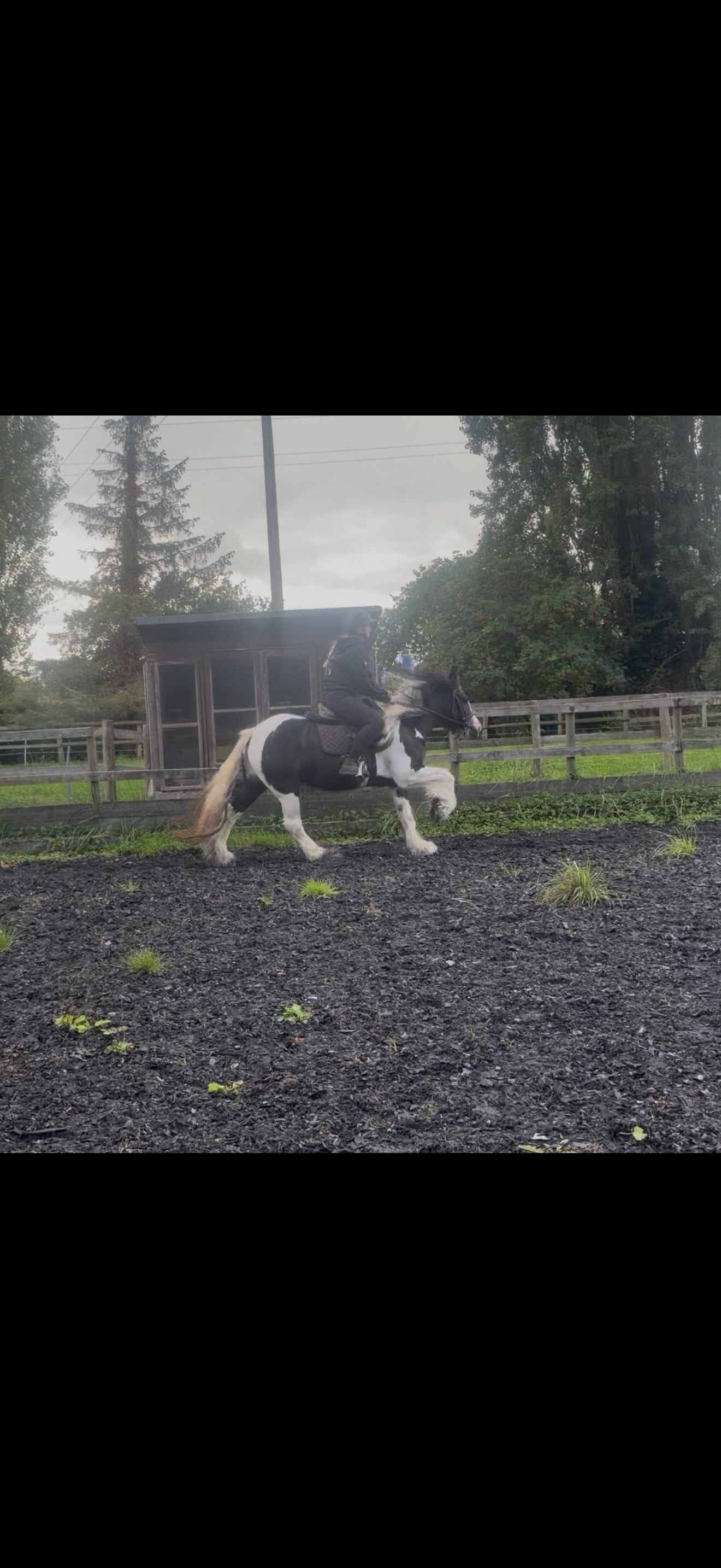 Chester "Lady " Piebald Mare Cob/Heavy Horse