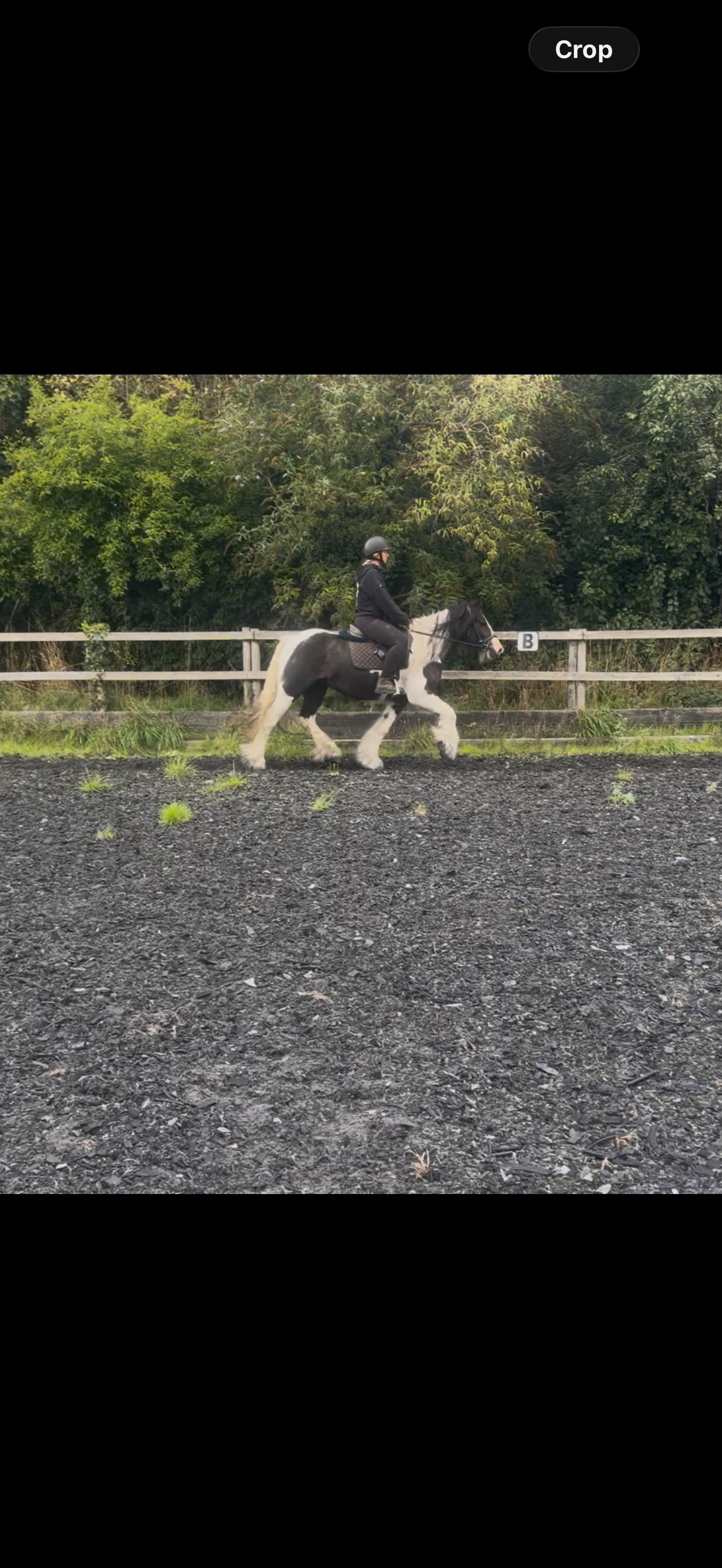 "Lady " Piebald Mare Cob/Heavy Horse - Horses in Chester