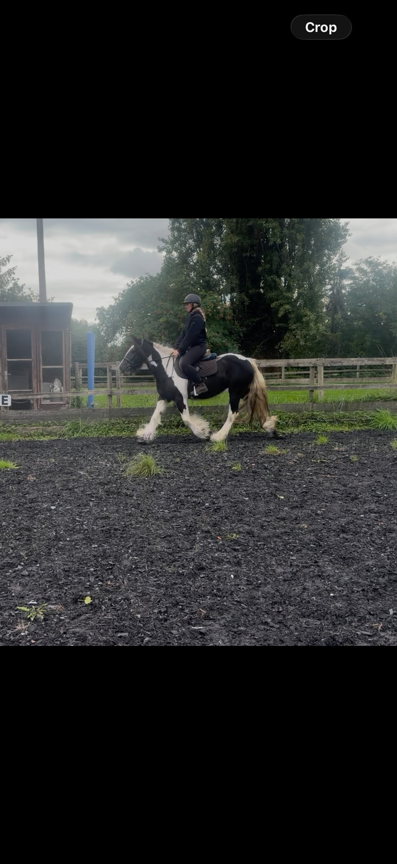 "Lady " Piebald Mare Cob/Heavy Horse - Horses