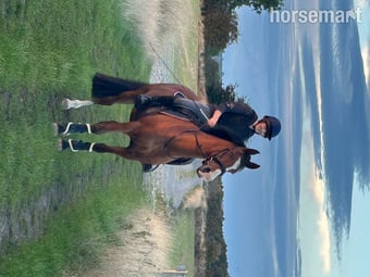 "Rio" Bay Gelding All Rounder