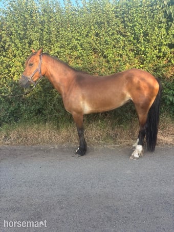 "Miss menai Melanie" Bay Mare All Rounder