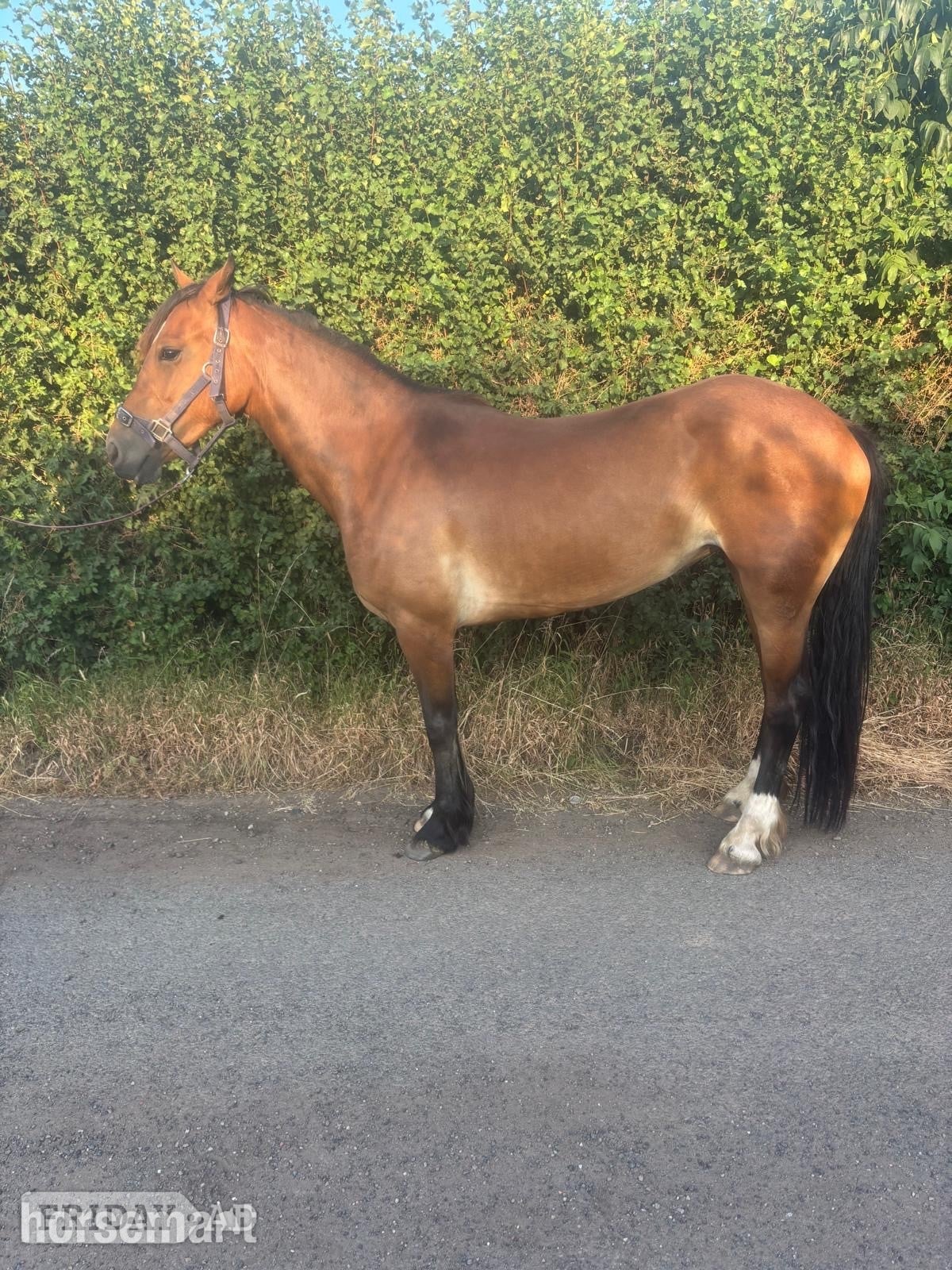 "Miss menai Melanie" Bay Mare All Rounder in Worcester