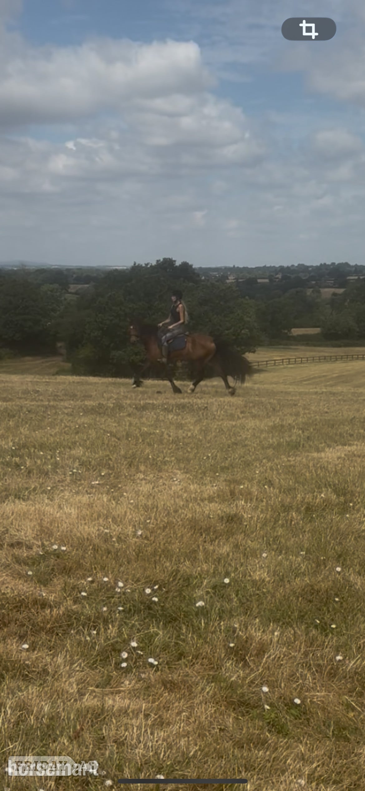 "Miss menai Melanie" Bay Mare All Rounder - Horses in Worcester