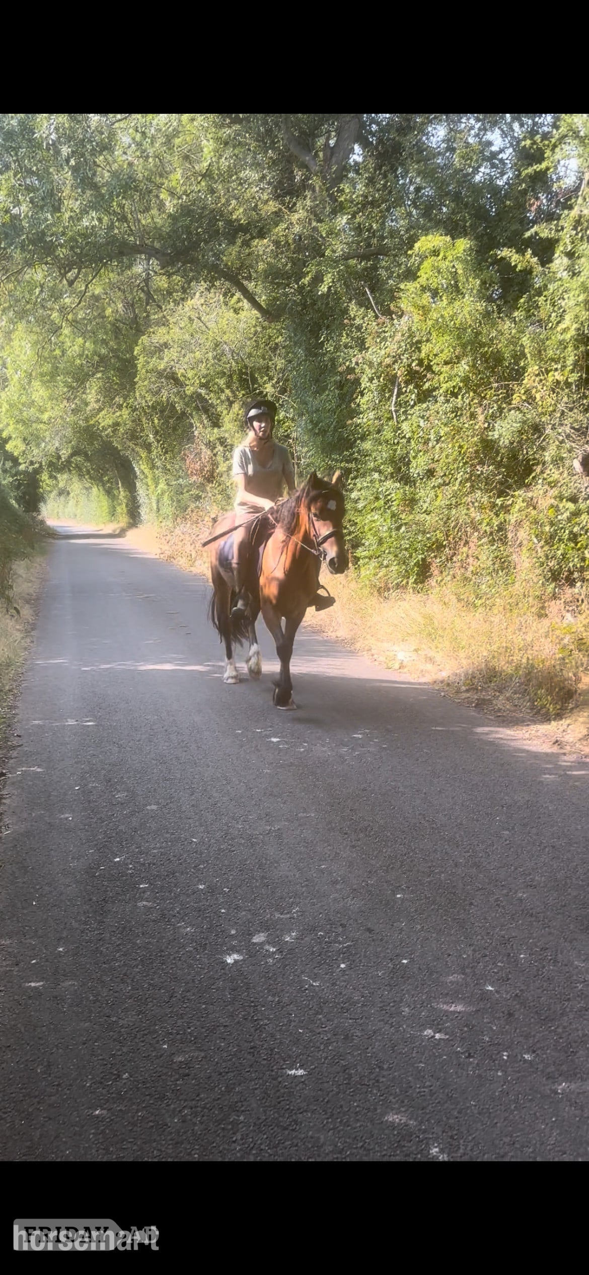 "Miss menai Melanie" Bay Mare All Rounder - Horses