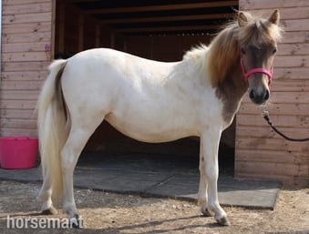 "Cherylton Clover " Strawberry Roan Filly Youngstock / Foal