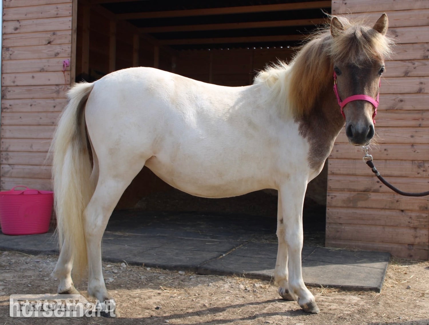 "Cherylton Clover " Strawberry Roan Filly Youngstock / Foal in Ramsgate