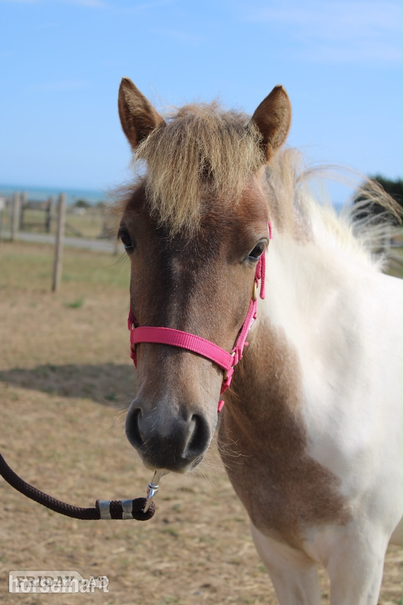 "Cherylton Clover " Strawberry Roan Filly Youngstock / Foal