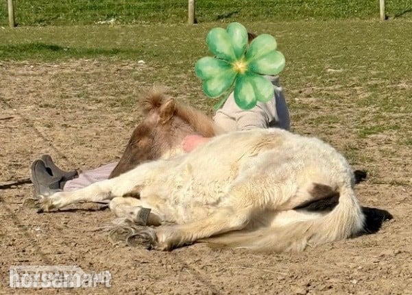 Ramsgate "Cherylton Clover " Strawberry Roan Filly Youngstock / Foal