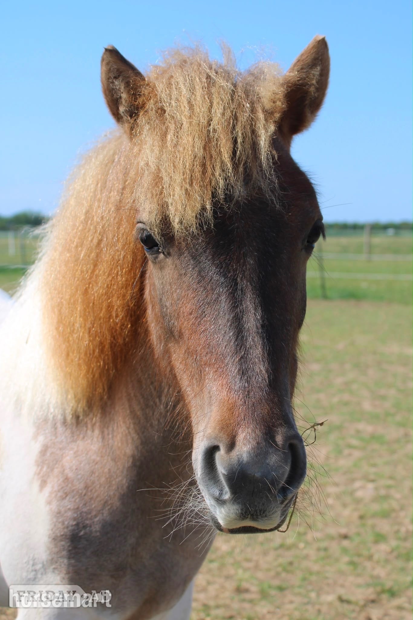 "Cherylton Clover " Strawberry Roan Filly Youngstock / Foal - Horses in Ramsgate