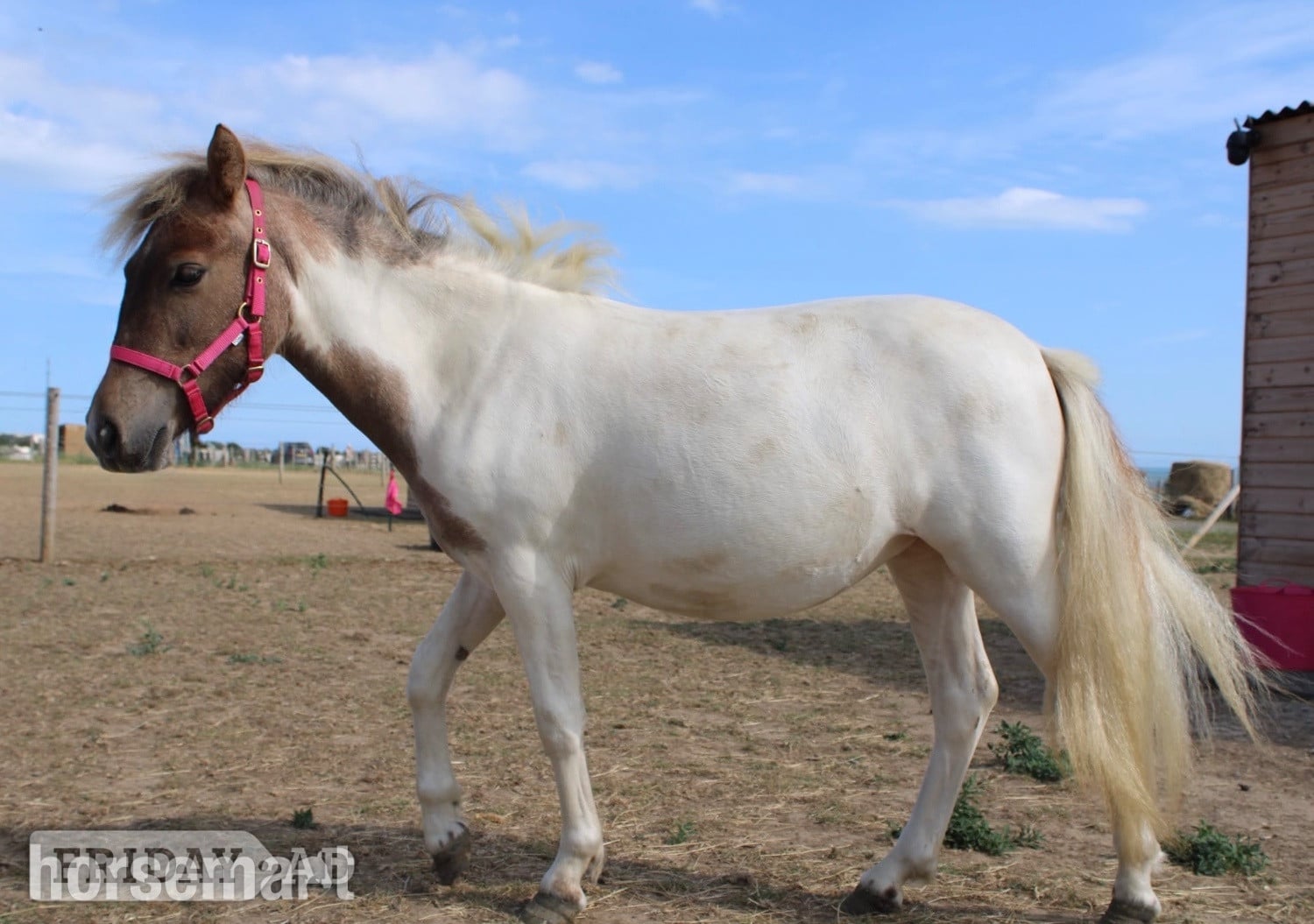 "Cherylton Clover " Strawberry Roan Filly Youngstock / Foal - Horses