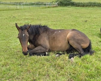 "Donkey" Bay Gelding Project Horse