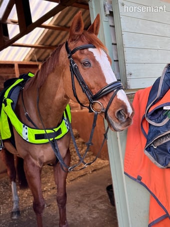 "Genie"  Mare All Rounder