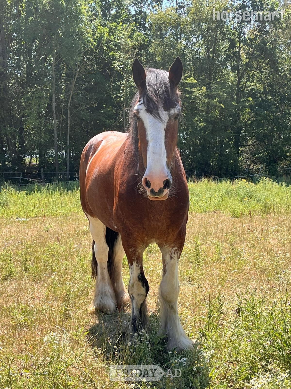 "Django" Bay Gelding Project Horse