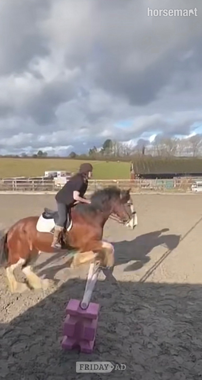 Chessington "Django" Bay Gelding Project Horse