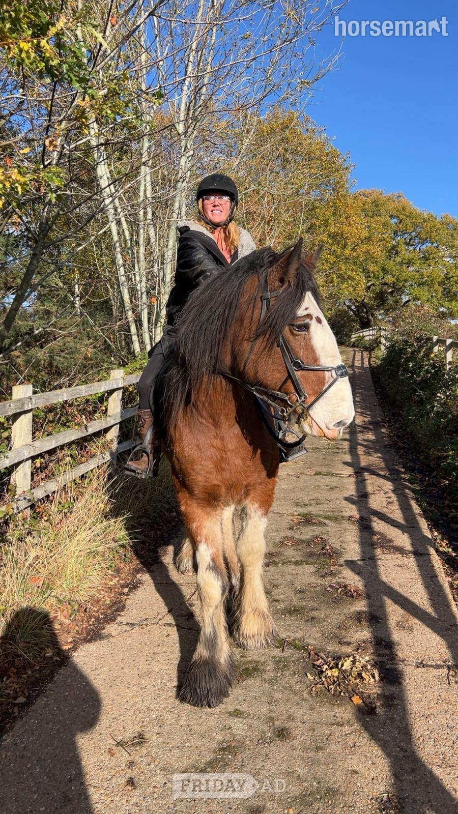 "Django" Bay Gelding Project Horse in Chessington