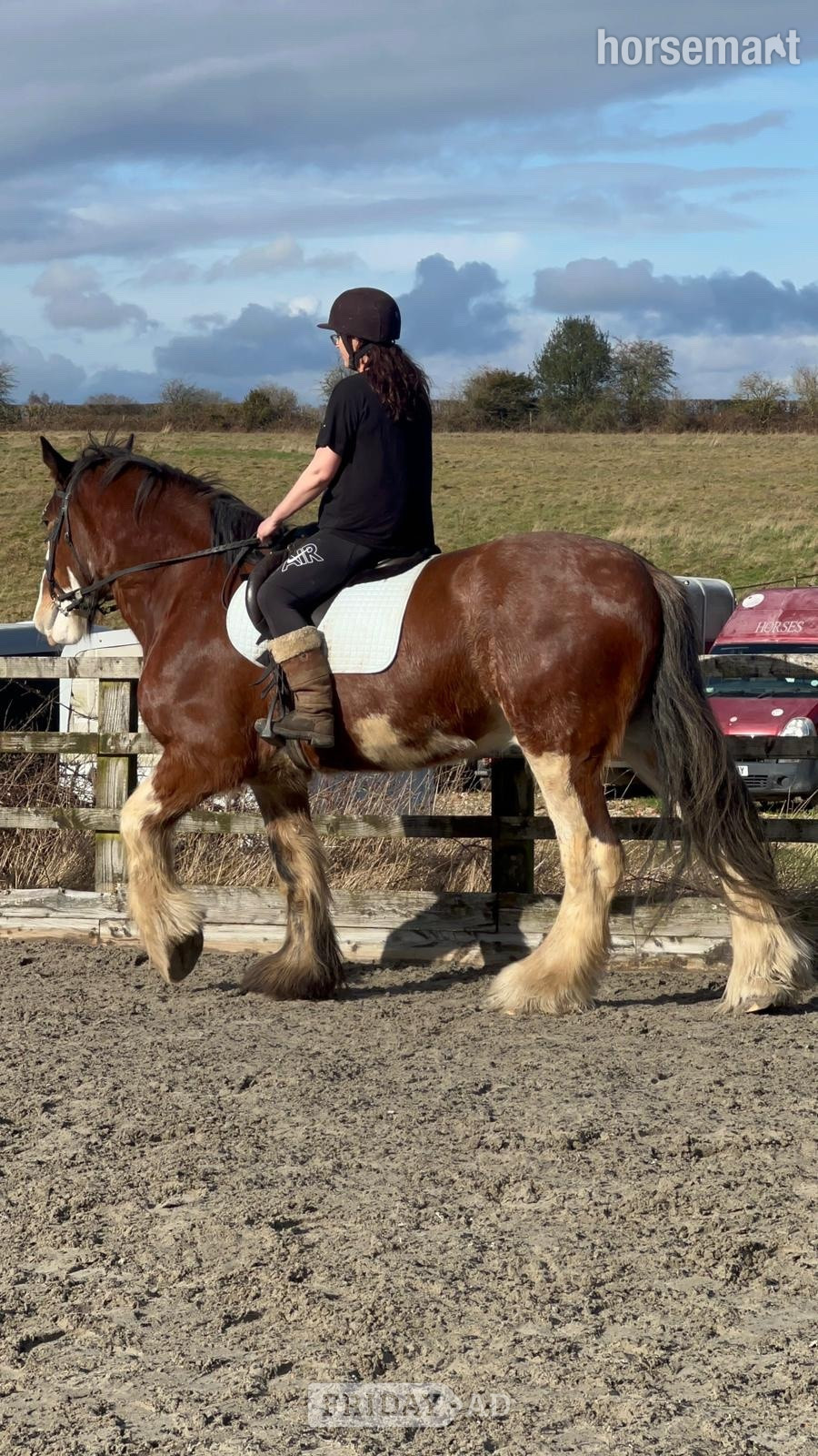 "Django" Bay Gelding Project Horse - Horses in Chessington