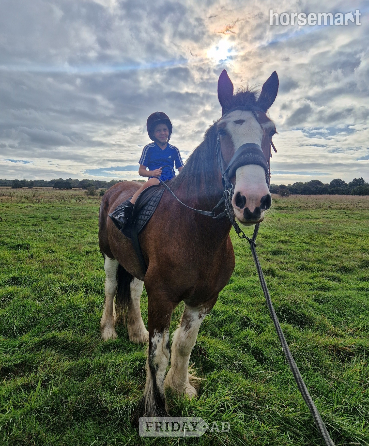 "Django" Bay Gelding Project Horse - Horses