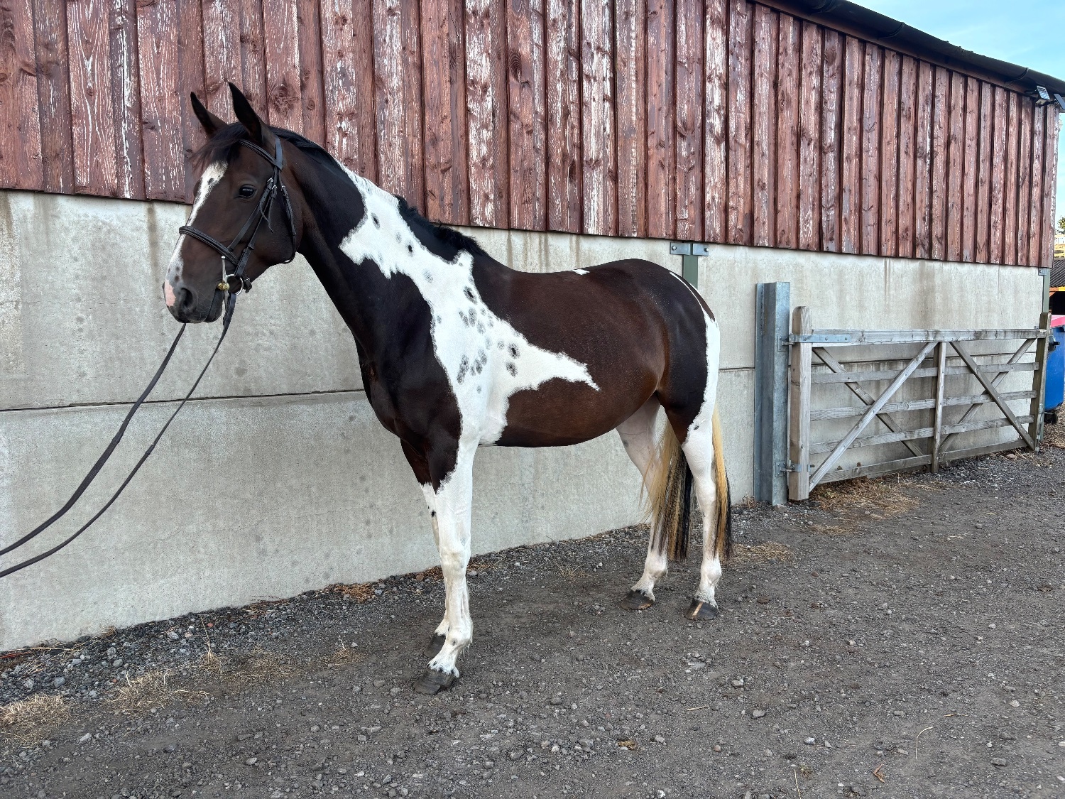 "Melody" Coloured Mare All Rounder